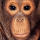 Illustration for article titled Primate portraits invite you to see apes as individuals